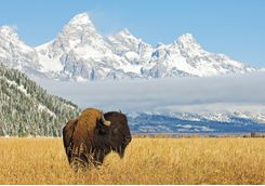 bison safari