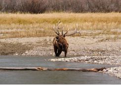 Grand Teton Elk