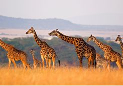 A herd of giraffes in the Serengeti National Park