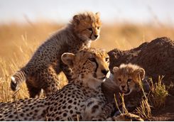 A mother leopard and her baby leopards