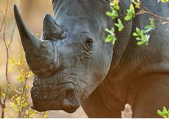 Rhino