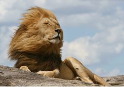A lion in the Serengeti