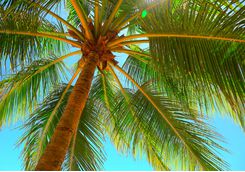 Palm tree leaves in Zanzibar
