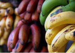 Exotic bananas in Zanzibar