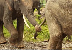 elephant_sanctuary