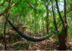 rainforest_hammock