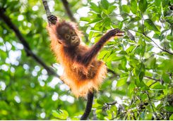 baby_orangutan