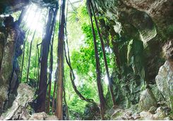 rainforest_caves