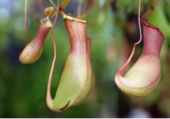 rainforest_plants