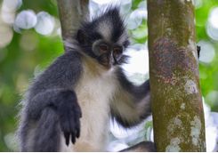 bukitlawang_monkey_close_up