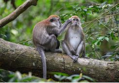 bukit_lawang_monkeys