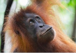 orangutan_close_up