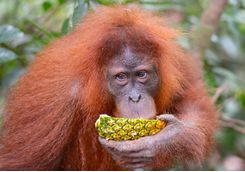 orangutan_drinking