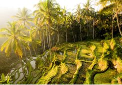 ubud_sunset_paddies