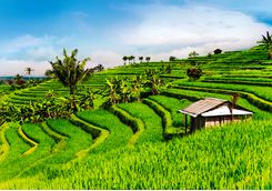 bali_rice_paddies
