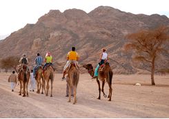 desert_exploration_with_camels
