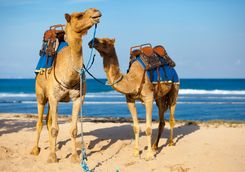 Marrakech camels beach