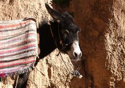 Morocco Atlas donkey