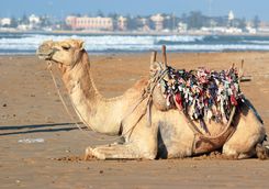 Morocco Essaouira camel