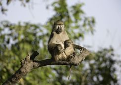 Baboon with child in tree