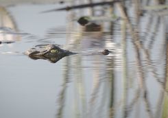 Crocodile poking out of water