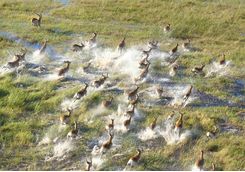 Heard of lechwe