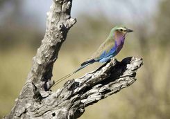 Lilac breasted roller bird