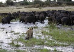 Lion hunting buffalo