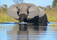 Elephant in the water