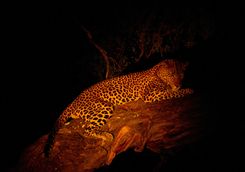 Leopard in tree at night