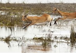 Red lechwe jumping through water