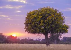 Sunset in the Okavango
