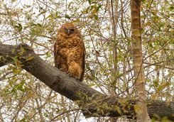 Pel's Fishing Owl