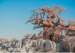 Baobab tree in the Makgadikgadi Pans