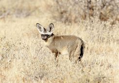 Bat eared fox in the Kalahari