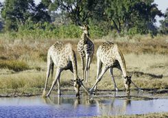 Giraffe drinking at watering hole