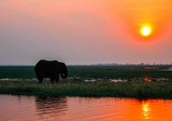 Elephant at sunset on the Zambezi River