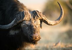 Close up of buffalo