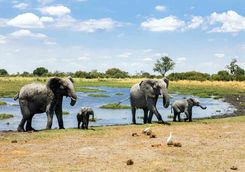 Elephants at watering hole