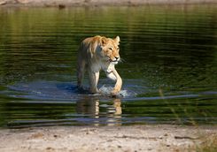 Lion coming out of water