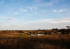 Watering hole in Chobe National Park