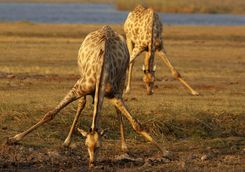 Giraffe drinking at watering hole