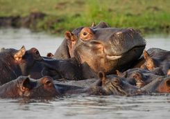 Hippos together in water