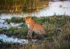 Leopard sitting in the marsh