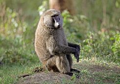 Lone baboon