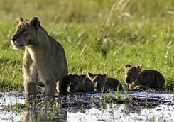Lion with cubs in water