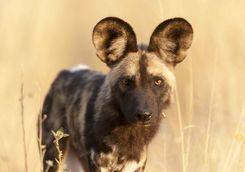 Close up of Wild Dog