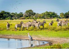 Flock of Zebra on water's edge
