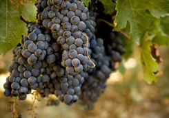 Grapes in the South African winelands