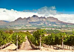 Stellenbosch vineyard